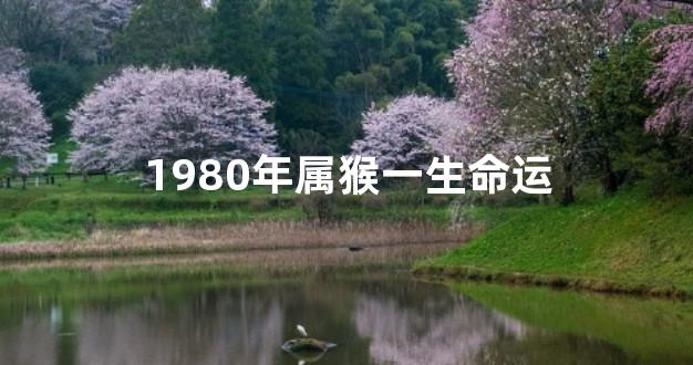 1980年属猴一生命运